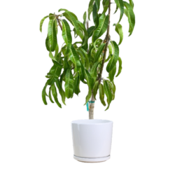 Mango Tree (Small)